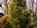 Pinus sylvestris Viridis IMG_4608 Sosna pospolita